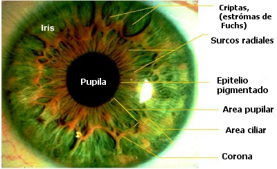 Anatomía del iris